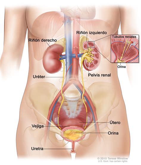 Anatomía De La Vejiga