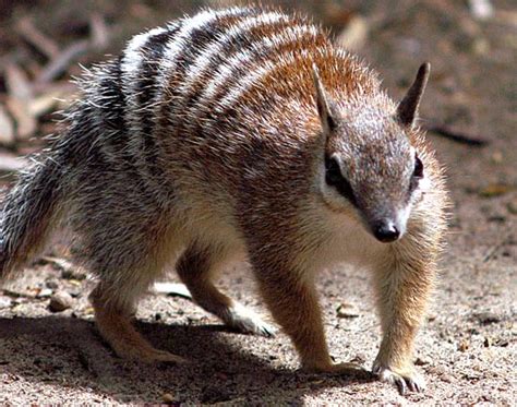 Numbat | Animal Wildlife