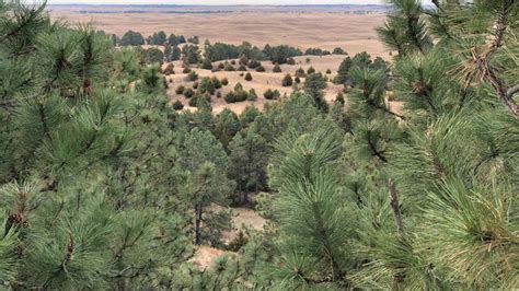 The view from the lookout tower at the{ }Nebraska National Forest near ...