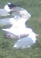 Surfbirds.com - Hybrid Gulls Breeding in Belgium by Peter Adriaens