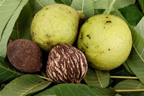 How to Harvest Black Walnuts