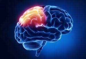 How to Recover from Parietal Lobe Damage - Flint Rehab