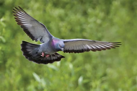 Rock dove | bird | Britannica