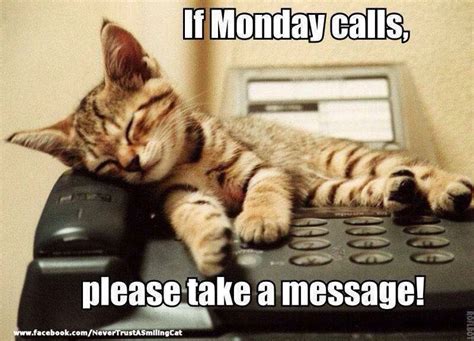 Monday's | Funny cat memes, Cat memes, Cute cats