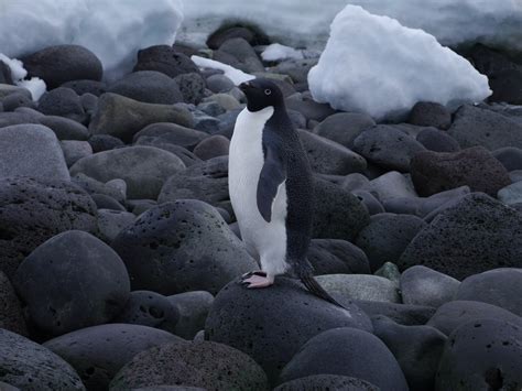 Antarctica field log: Penguin Island? Surely you mean Volcano Island ...