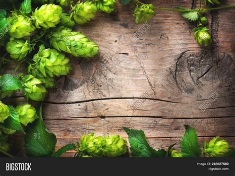 Hop Twig Over Old Image & Photo (Free Trial) | Bigstock