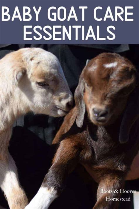 Guide to Baby Goat Care - Boots & Hooves Homestead