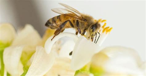 More ‘Zombie Bees’ tracked on Vancouver Island | Globalnews.ca