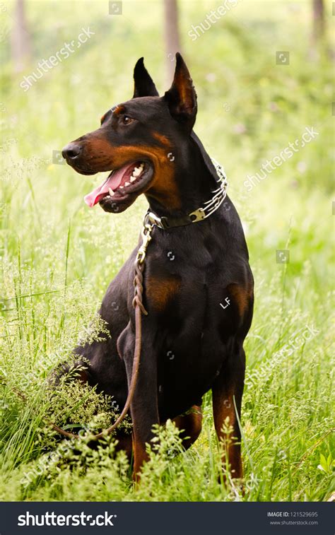 The Doberman Pinscher, A Guard Dog Stock Photo 121529695 : Shutterstock