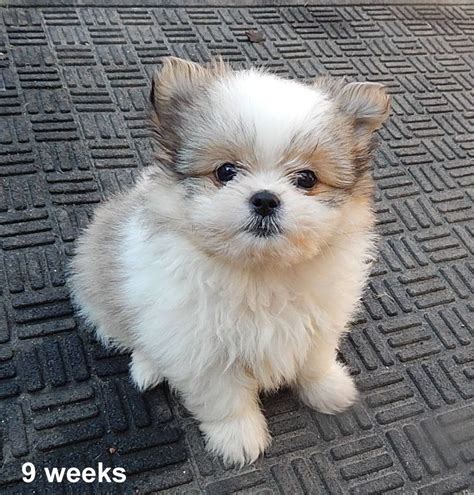 Shih Tzu Pomeranian mix 9 weeks old | Pomeranian puppy, Puppy grooming, Pomeranian dog