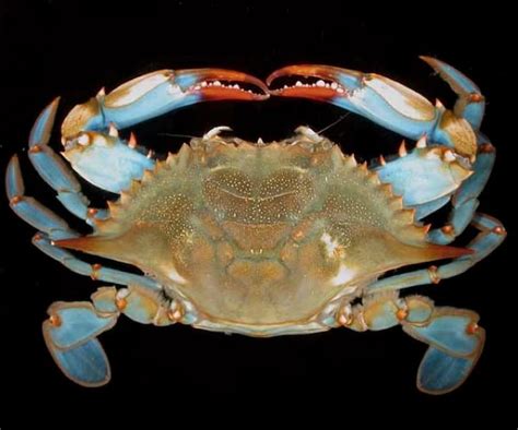 5 Species of Crab to Meet - Ocean Conservancy