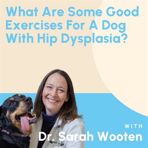 What Are Some Good Exercises For A Dog With Hip Dysplasia? – Big Barker