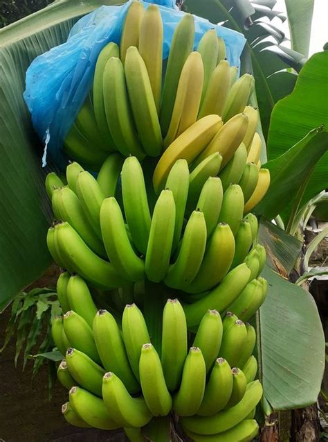 Cara Menanam, Peram serta Analisa Budidaya Kebun Pohon Pisang Cavendish - blacan.com