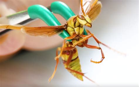 🔥🔥The Executioner Wasp🔥🔥 : r/NatureIsFuckingLit