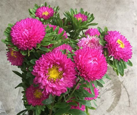 Matsumoto Asters | Stevens and Son Wholesale Florist