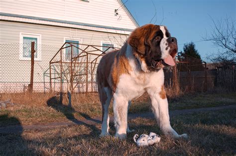 Biggest Dog Breed In The World