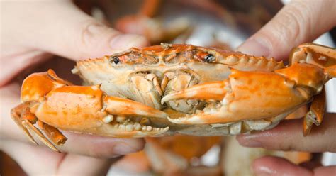 Maryland Seafood Festival returns to Annapolis City Dock after three ...