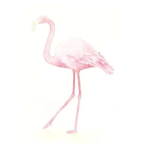 How to Draw a Flamingo with Watercolor and Colored Pencils