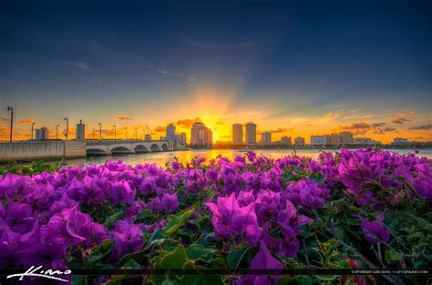 West Palm Beach Skyline Sunset and Purple Flowers | Royal Stock Photo
