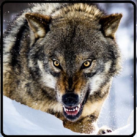 Ultimate Wolf Simulator 3D - App on Amazon Appstore