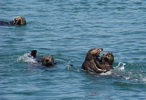 Threatened Southern sea otter (Enhydra lutris nereis) male… | Flickr