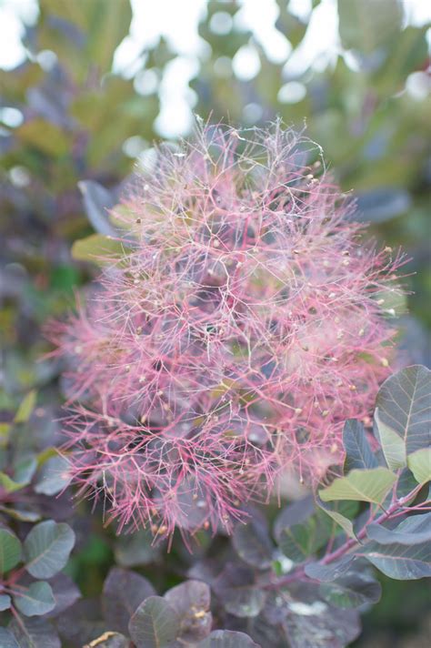 SMOKE TREE For Sale in Boulder Colorado