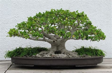 stunning Chinese Banyan Bonsai Tree Click the Link BELOW👇👇 # ...