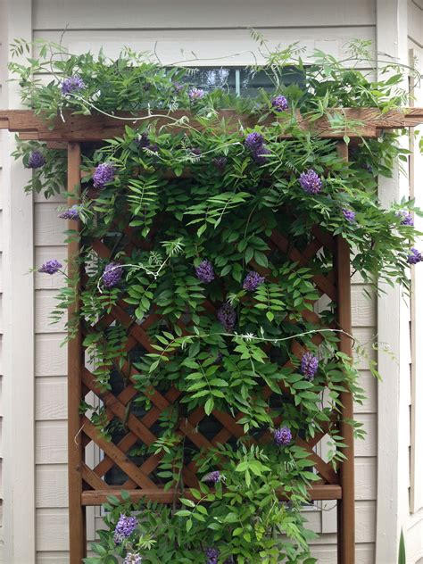 Wisteria on backyard trellis | Wisteria plant, Backyard trellis, Backyard garden