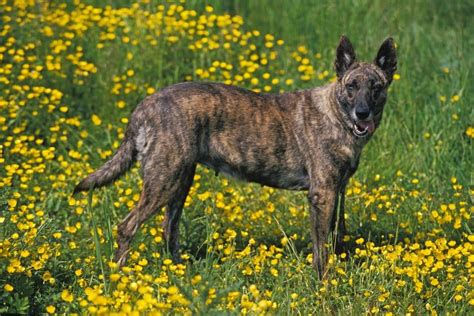 Dutch Shepherd Husky Mix