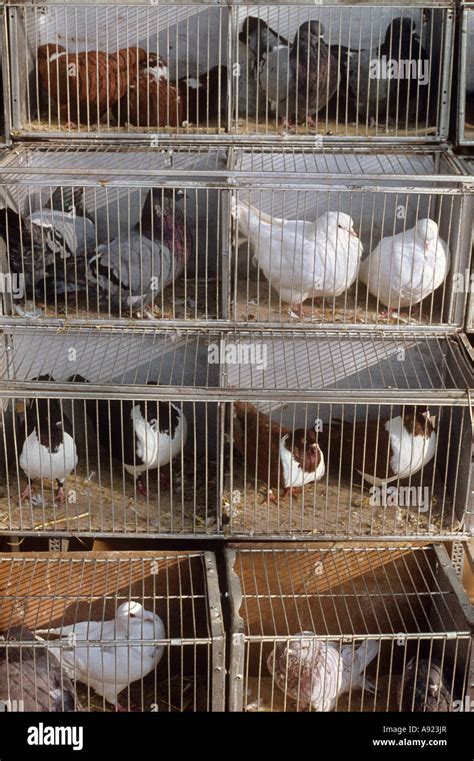 doves in cage Stock Photo - Alamy