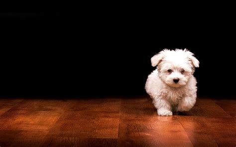 #wallpaper #dog | Puppy backgrounds, Dog wallpaper, Puppy wallpaper