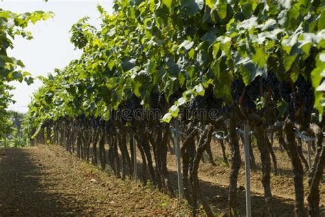 Red Grapes in vineyard stock photo. Image of vine, harvesting - 12016224