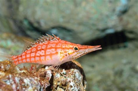 Longnose Hawkfish : Care Guide, Breeding, Tank Size & Disease