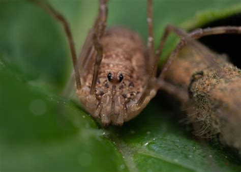 รูปภาพTriangularis – เลือกดูภาพถ่ายสต็อก เวกเตอร์ และวิดีโอ1,233 ...