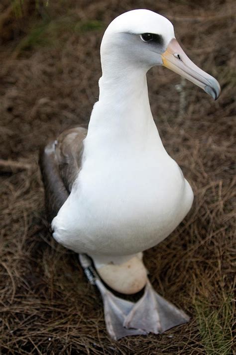 A Nesting Laysan Albatross Sits On An Photograph by Alasdair Turner