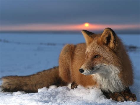 Red Foxes Wallpaper