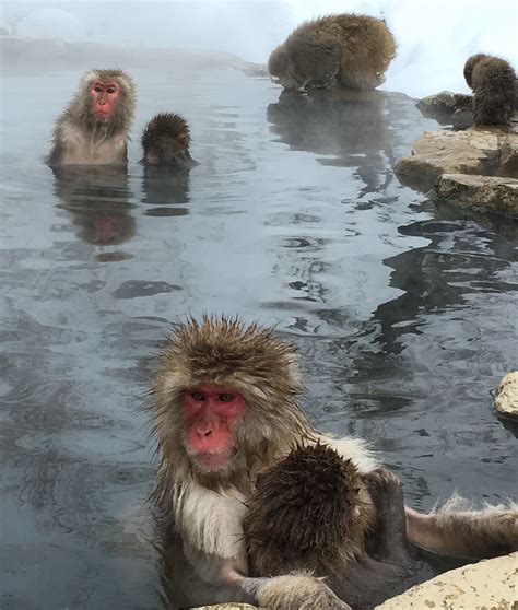 Japanese Snow Monkeys. Snow Monkeys, Japanese, Japanese Language