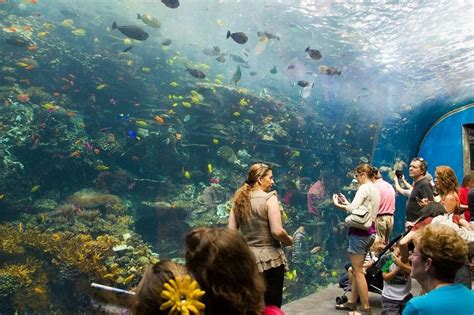 Georgia Aquarium: The Largest Aquarium in the World | Amusing Planet
