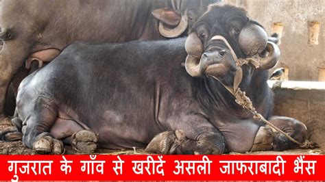 Tour of Jafarabadi Buffalo Farm in village of Gujarat | Kanhaiya Dairy ...