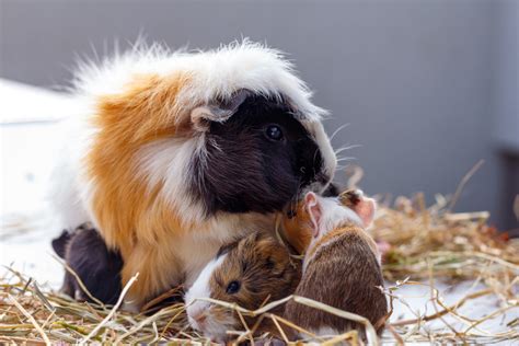 How do guinea pigs breed? – RSPCA Knowledgebase