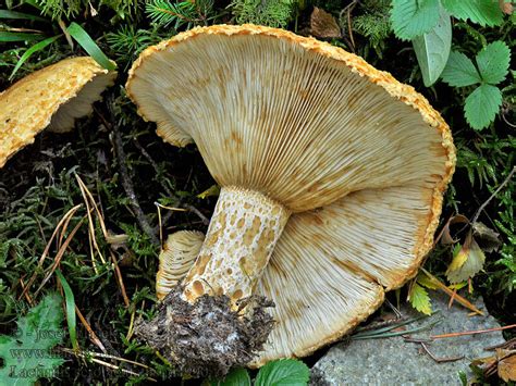 Lactarius scrobiculatus