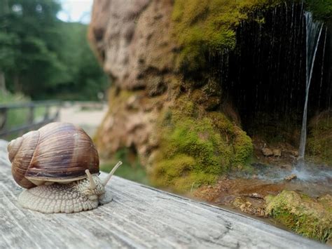 Premium Photo | Close-up of snail