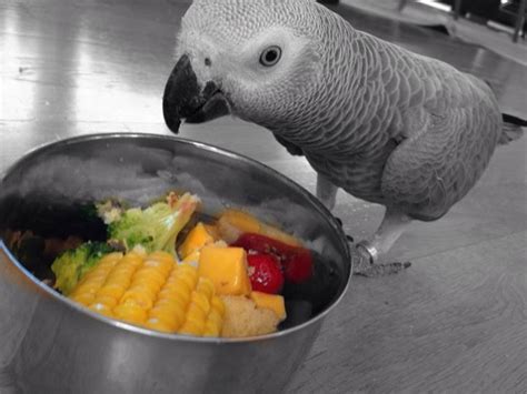 Discover the Essential Diet for African Grey Parrots