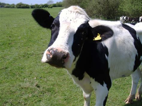 LIFE AS A HUMAN – Which has a better life on the factory farm? Dairy cows or meat cows?