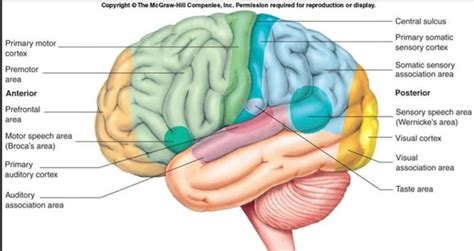 Primary Auditory Cortex, | Dynamic causal modeling A1: Primary auditory cortex STG ..., Primary ...