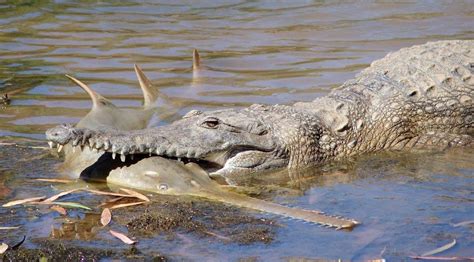 An Australian Freshwater Crocodile eating a Large-Tooth Sawfish in the Fitzroy River : r ...