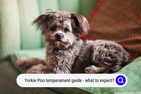 Yorkie Poo Temperament Guide (What To Expect?) - Oodle Life