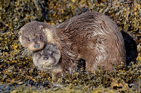 Eurasian Otter by Joe graham - BirdGuides