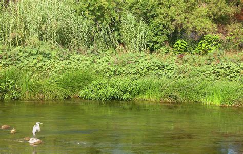 Los Angeles River Wildlife Habitat Photograph by Ram Vasudev - Fine Art ...