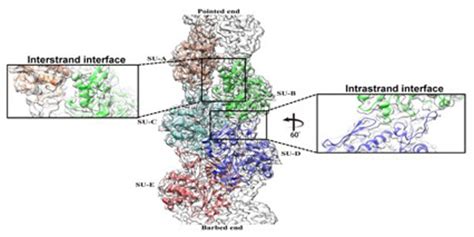 Plantae | The first structure of plant actin filaments | Plantae